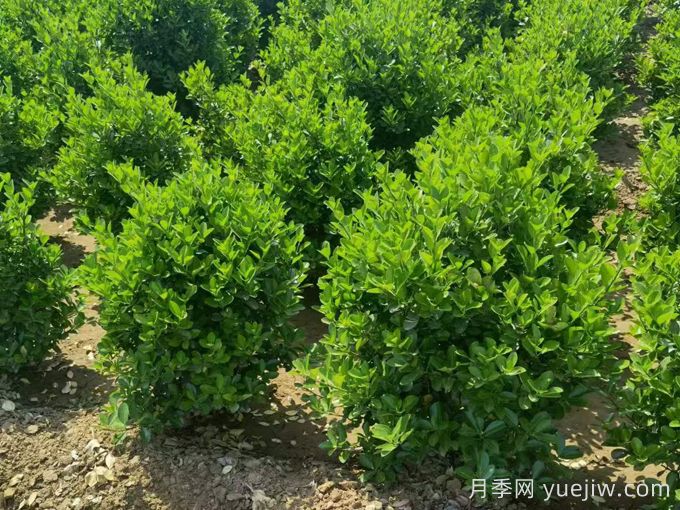 四種常綠籬在園林景觀營造中的應(yīng)用和配置(圖1)