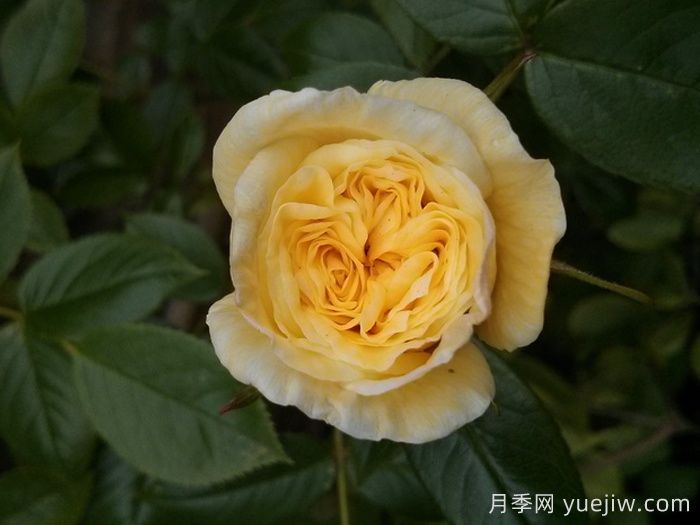 夏日時(shí)間月季(圖1)