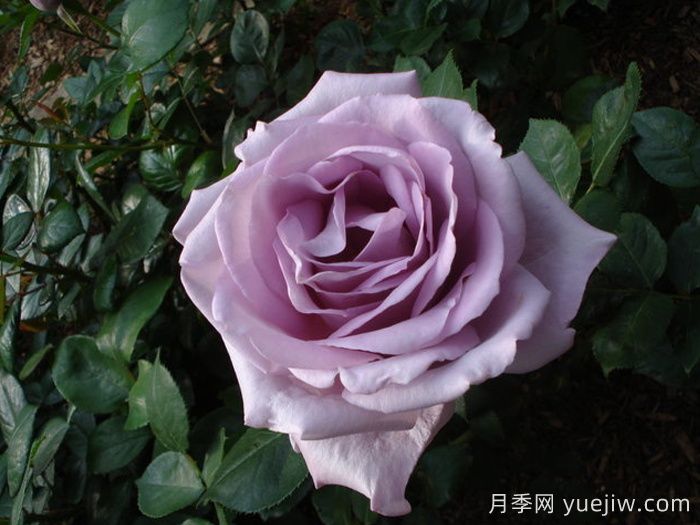 藍(lán)色女孩月季/科隆狂歡節(jié)(圖2)