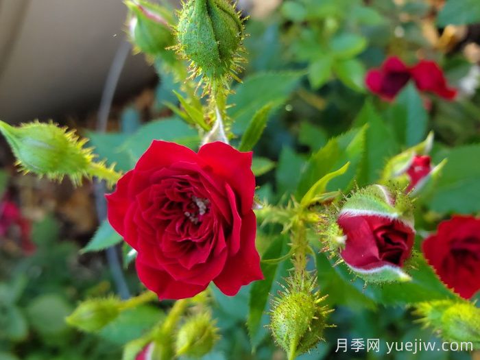 無條件的愛月季(圖3)