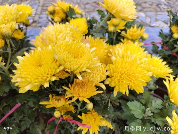九月份開(kāi)花的花卉植物有哪些？(圖1)