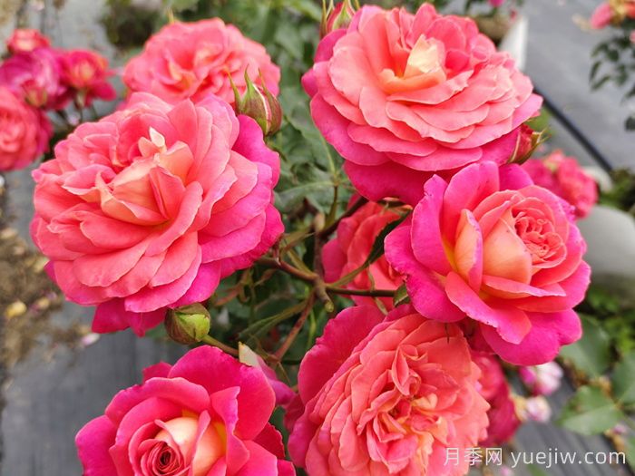 常見花卉的花語，不同節(jié)日的送花選擇(圖1)