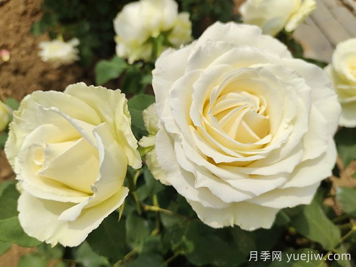常見花卉的花語，不同節(jié)日的送花選擇(圖2)