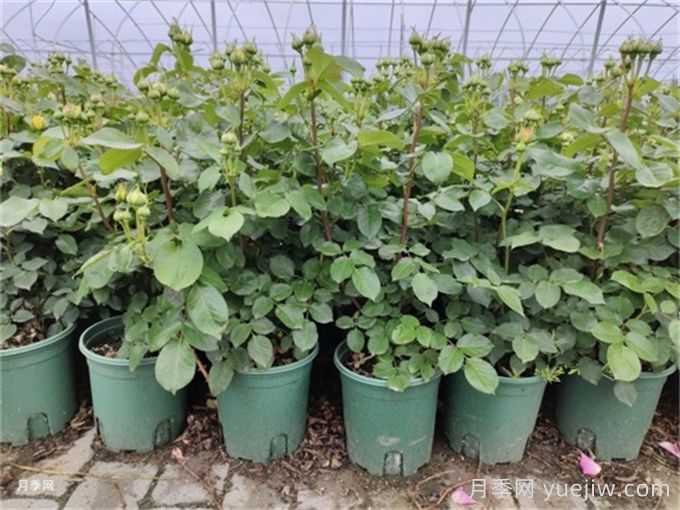 冬天月季的花苞要剪掉嗎？(圖1)