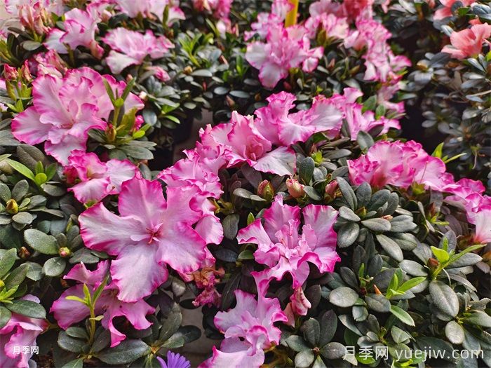 杜鵑花在北方的冬季養(yǎng)護(hù)(圖1)