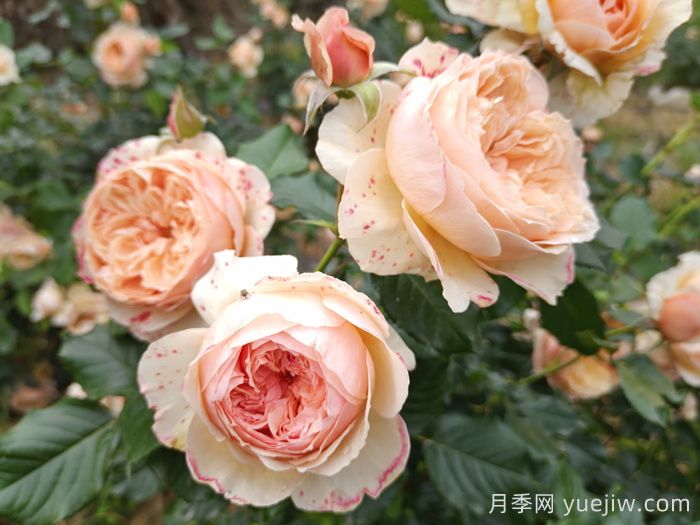月季推薦，真宙月季(圖1)