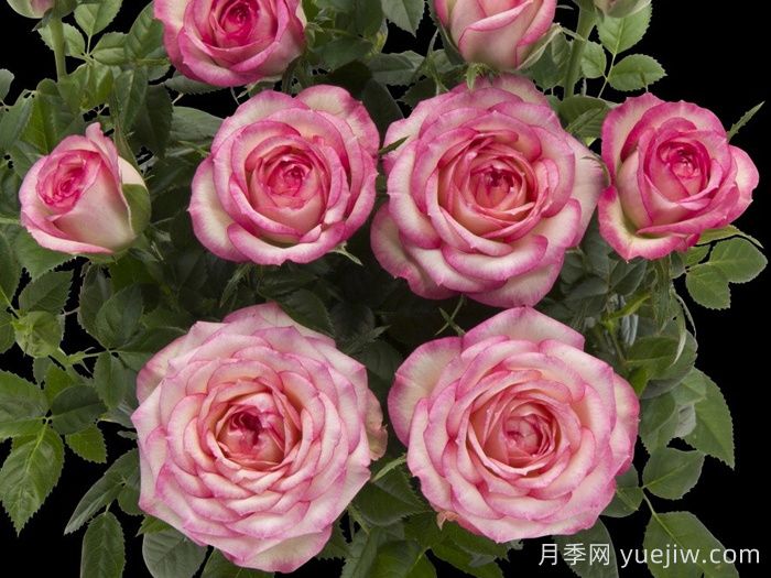 月季推薦，旋轉(zhuǎn)木馬月季(圖1)