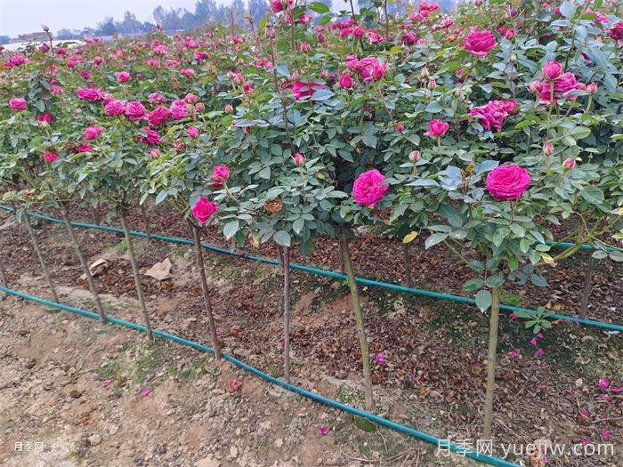 匯總558種常見園林植物，趕快收藏(圖2)