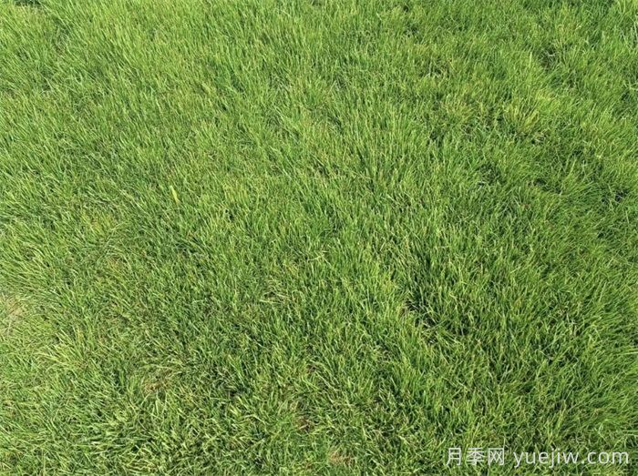 匯總558種常見園林植物，趕快收藏(圖4)