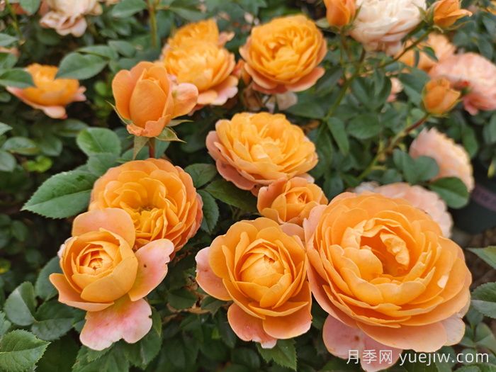 適合新手的6種開花機(jī)器花卉(圖1)