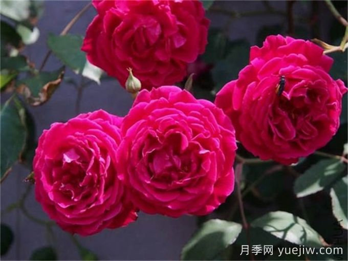 古老月季推薦，軟香紅月季(圖1)