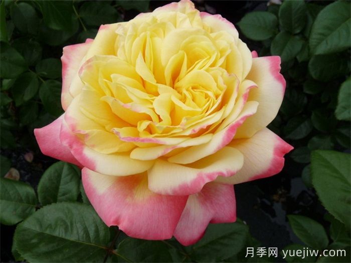 慶典月季推薦，科德斯慶典月季(圖1)