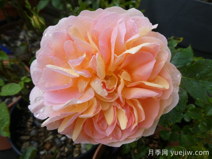 阿梅麗諾冬月季/愛(ài)蜜莉諾冬(圖4)