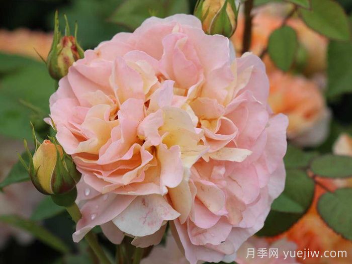 阿梅麗諾冬月季/愛(ài)蜜莉諾冬(圖3)