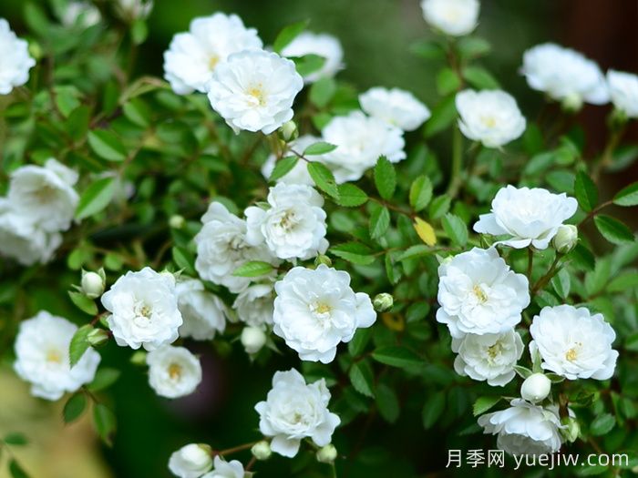 雪光月季(圖2)