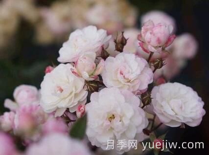 超微月季推薦，雪瑩月季(圖1)