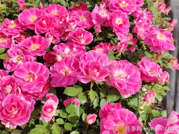 常見開花植物及其月份(圖1)