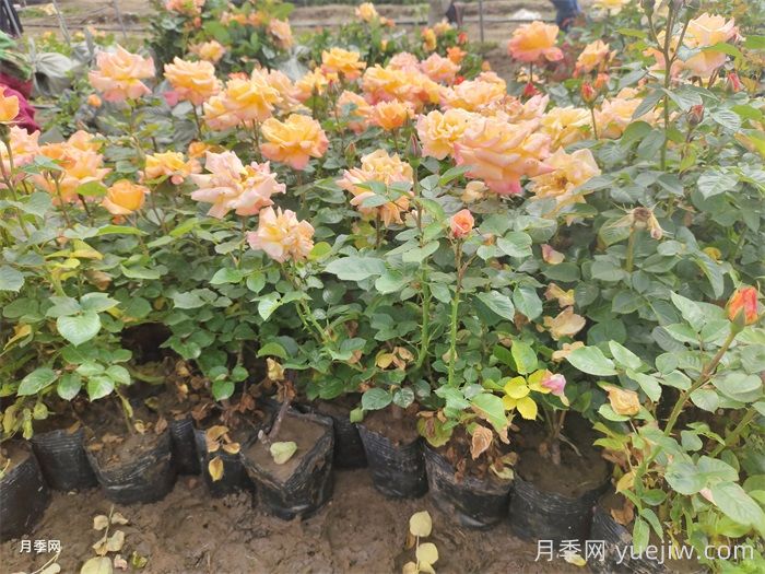 園林苗木從苗圃到工地過程，教你成為苗木養(yǎng)護專家(圖2)