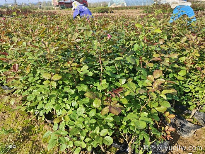 園林綠化工程為什么在春季種植月季？(圖2)