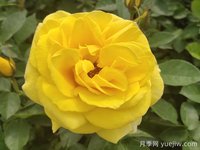 春季有什么適合景區(qū)綠化的月季苗品種？(圖3)