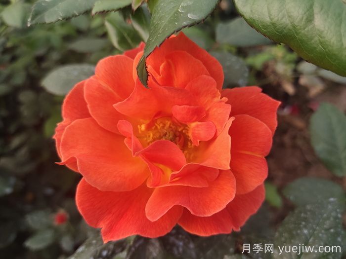 春季有什么適合景區(qū)綠化的月季苗品種？(圖4)