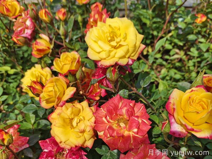 春季有什么適合景區(qū)綠化的月季苗品種？(圖5)