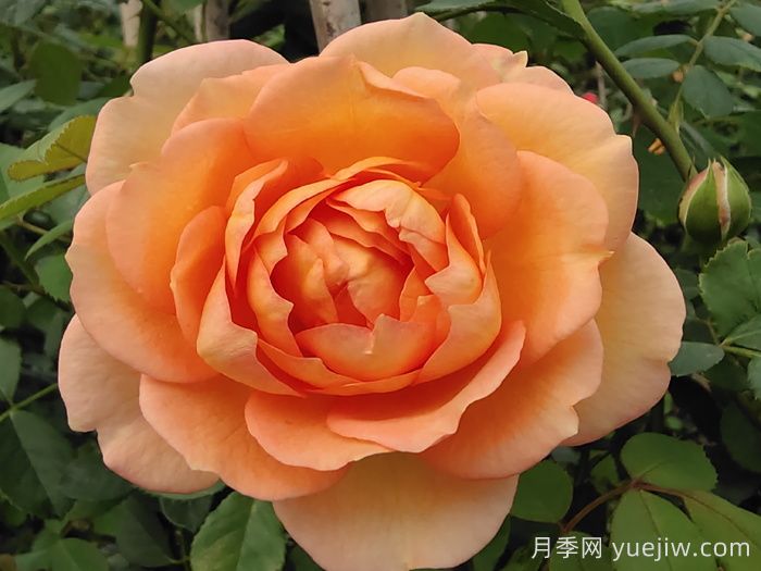 小小月季兩副面孔？推薦優(yōu)秀的可藤可灌月季(圖2)
