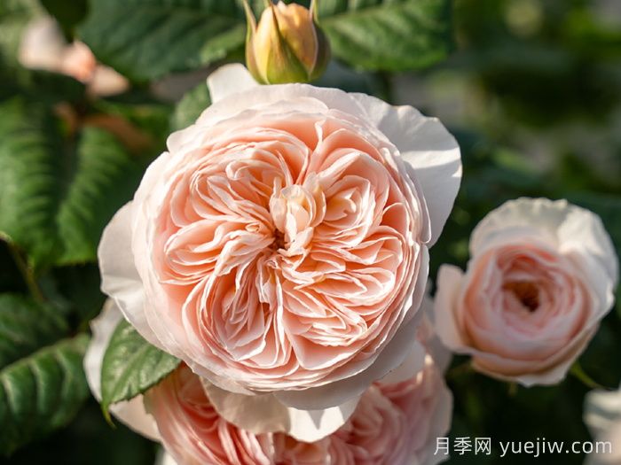 小小月季兩副面孔？推薦優(yōu)秀的可藤可灌月季(圖4)