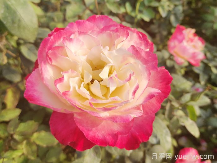 推薦9個(gè)月季品種，花型美開花多(圖3)