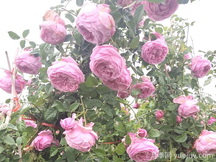 推薦9個(gè)月季品種，花型美開花多(圖4)
