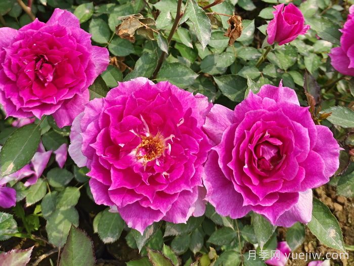 推薦9個(gè)月季品種，花型美開花多(圖1)