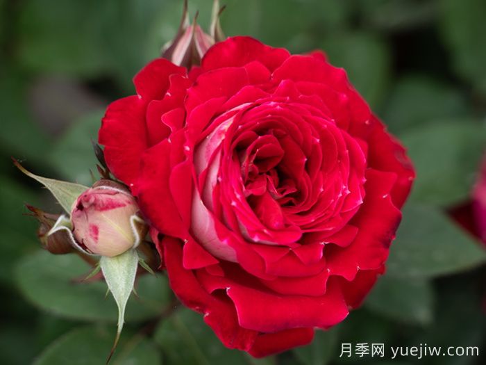 紅綴銀盤(pán)月季(圖1)