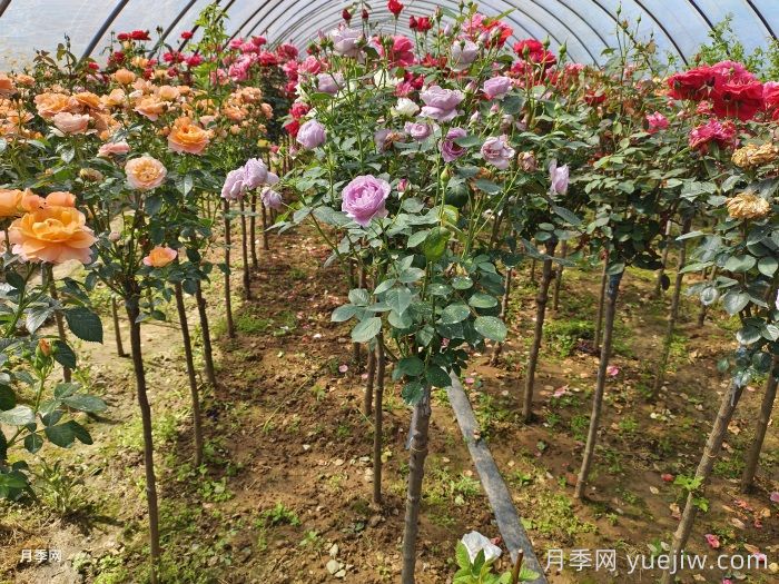 多色歐月樹狀月季/薔薇桿棒棒糖月季(圖1)
