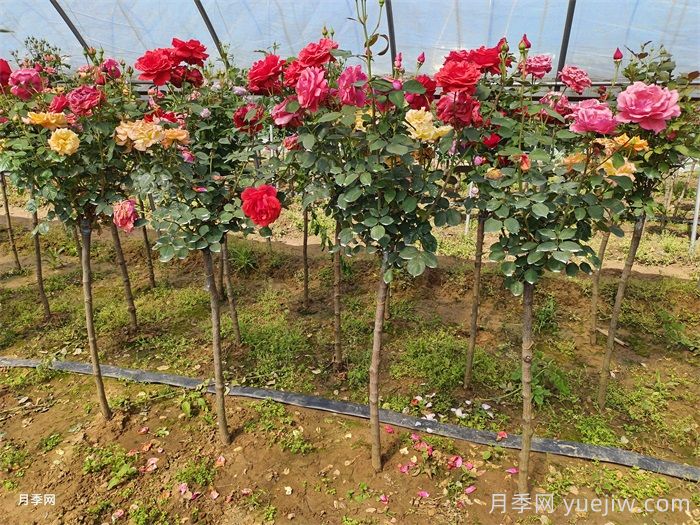多色歐月樹狀月季/薔薇桿棒棒糖月季(圖3)