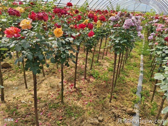 多色歐月樹狀月季/薔薇桿棒棒糖月季(圖4)
