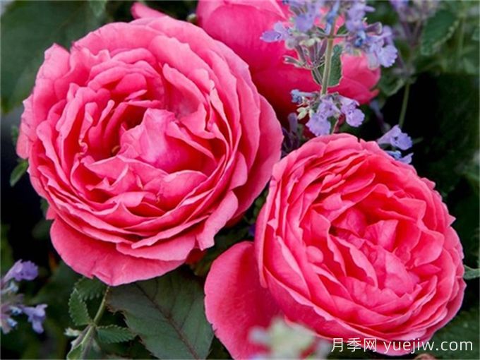 ADR月季推薦，花園公主瑪麗何塞月季(圖1)