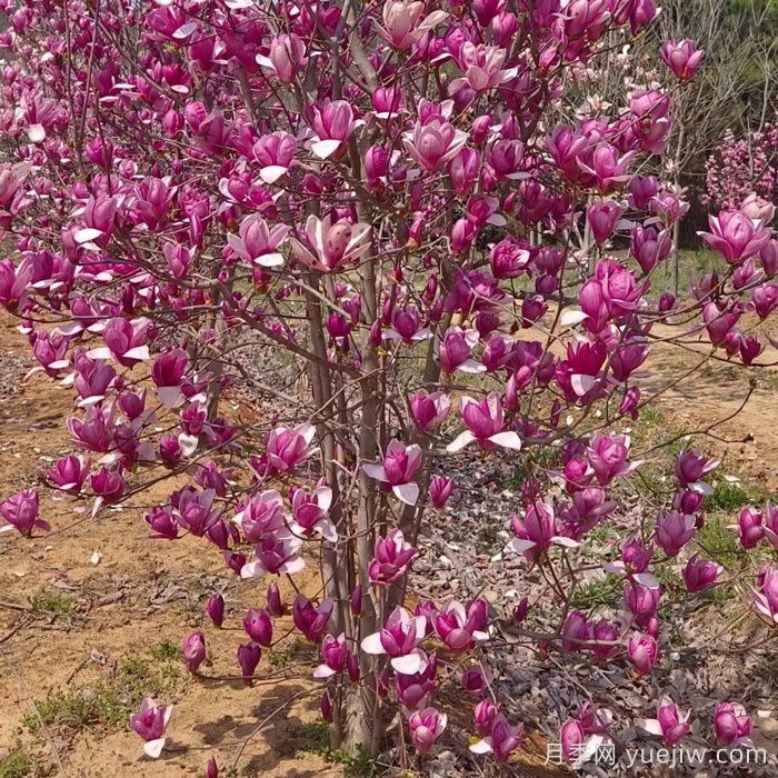 春季北方庭院開花***大的木本植物(圖1)