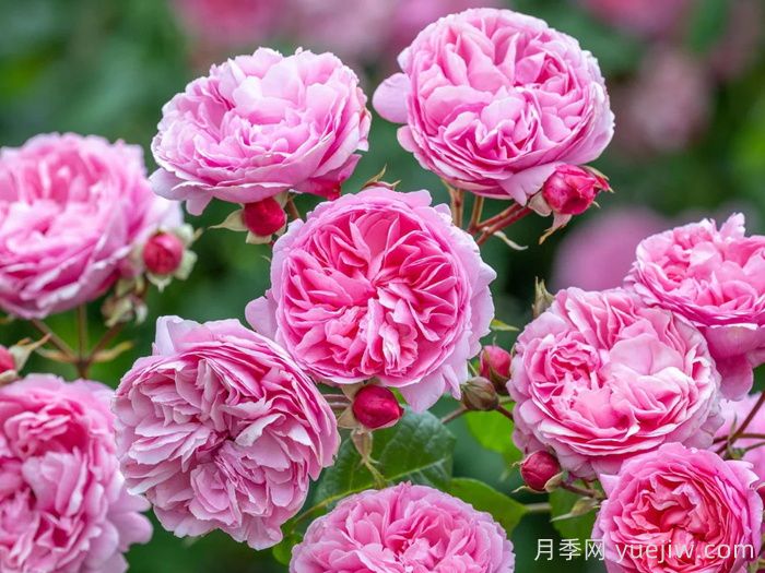 玫瑰花，愛情與時(shí)光交織的絢爛詩篇(圖1)