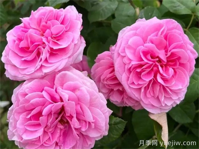 國外園丁***愛的月季調(diào)查，每一款都優(yōu)秀(圖3)
