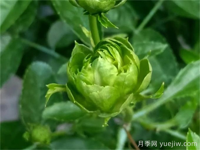 綠色月季推薦，結(jié)綠珍月季(圖1)
