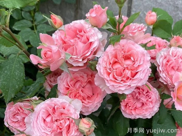 珊瑚果凍月季(圖3)