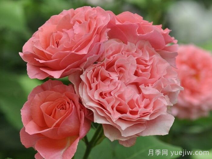 珊瑚果凍月季(圖4)