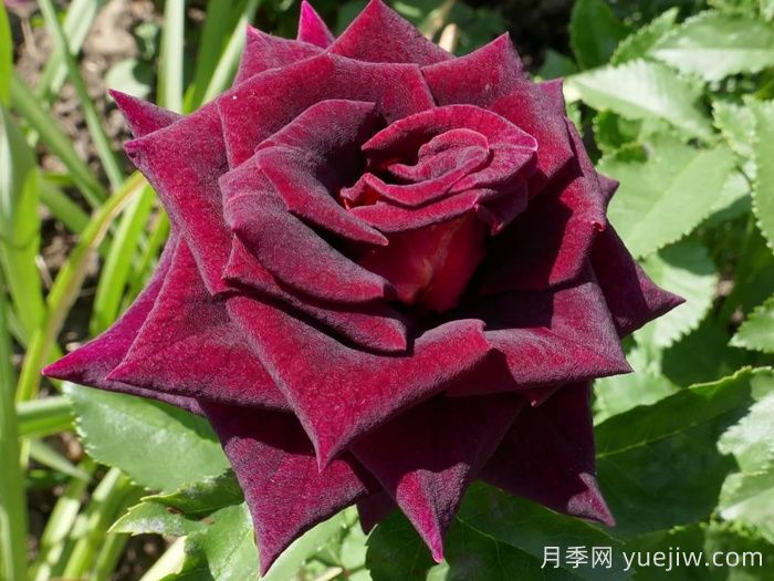 黑美人月季(科德斯)(圖1)