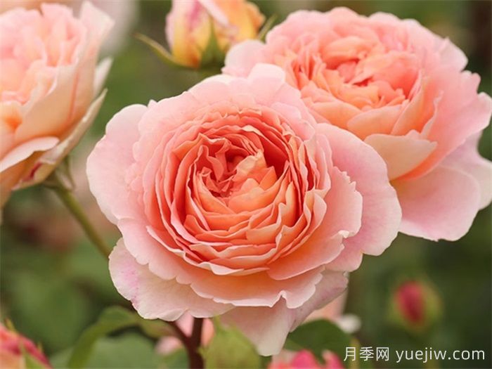 十大耐陰爬藤月季品種有哪些？(圖1)