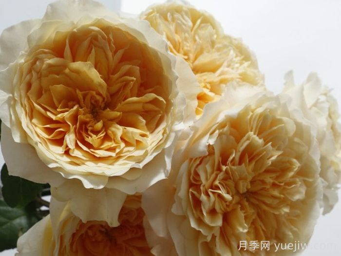 艾菲月季介紹，黃色切花，花瓣層疊(圖1)