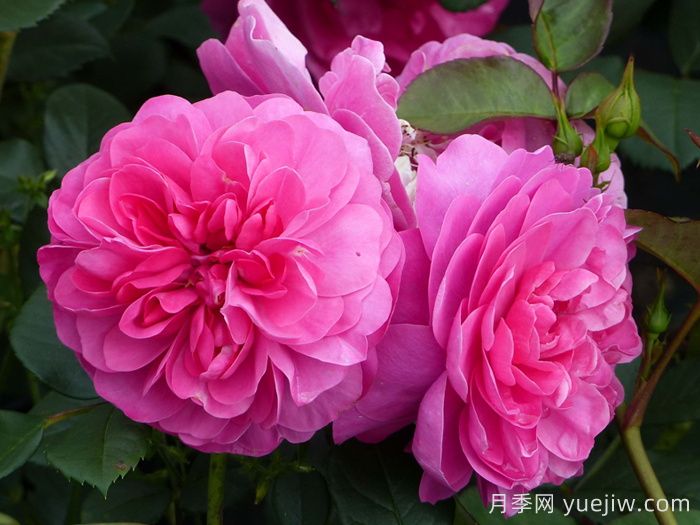 快板月季/歡快樂(lè)章月季/歡樂(lè)樂(lè)章(圖1)