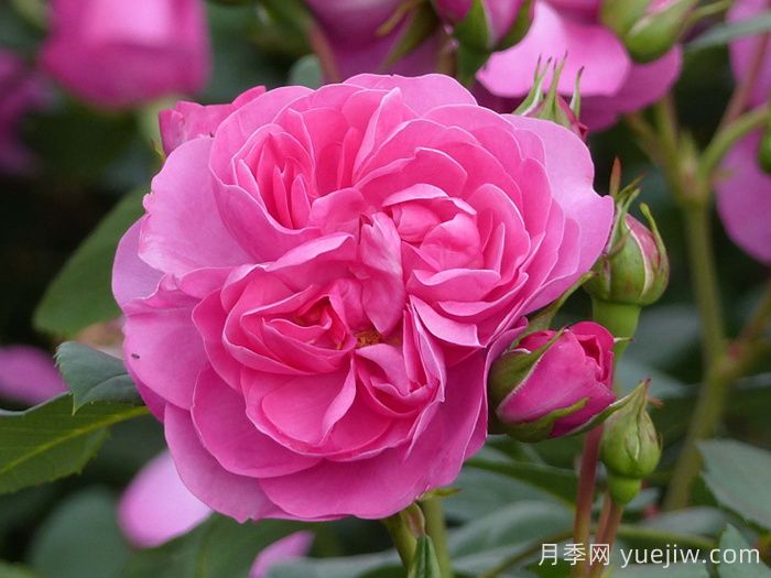 快板月季/歡快樂(lè)章月季/歡樂(lè)樂(lè)章(圖2)