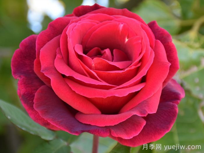 推薦21種濃香紅色月季品種，展示紅玫瑰的魅力(圖2)