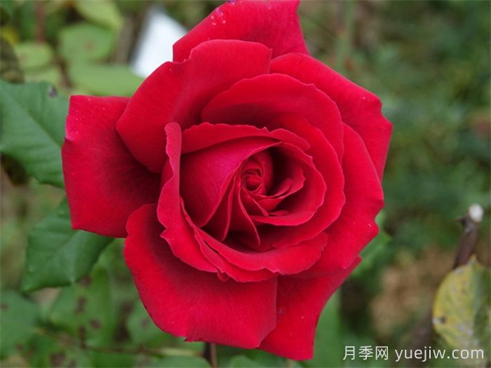 推薦21種濃香紅色月季品種，展示紅玫瑰的魅力(圖3)
