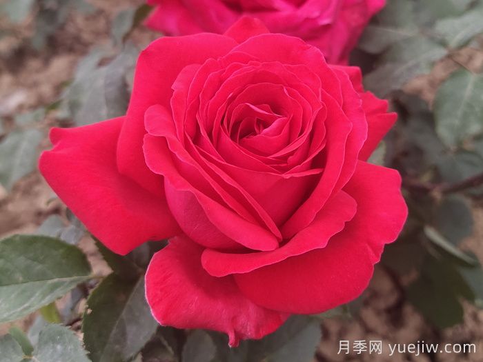 推薦21種濃香紅色月季品種，展示紅玫瑰的魅力(圖4)